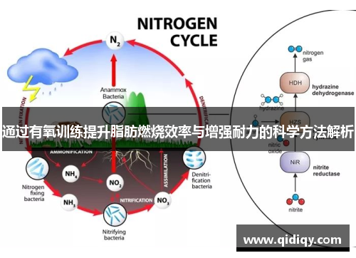 通过有氧训练提升脂肪燃烧效率与增强耐力的科学方法解析